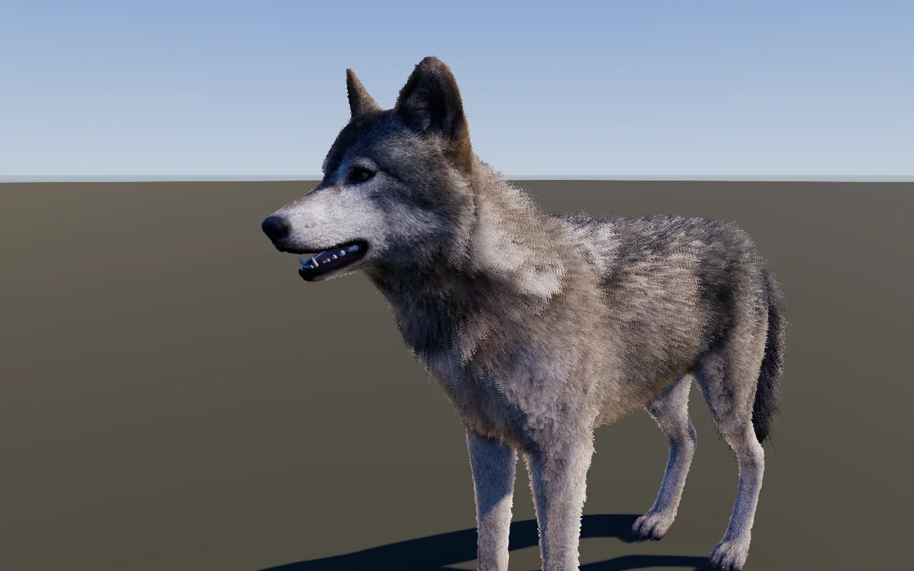 Ein grauer Wolf im neuen Modell.